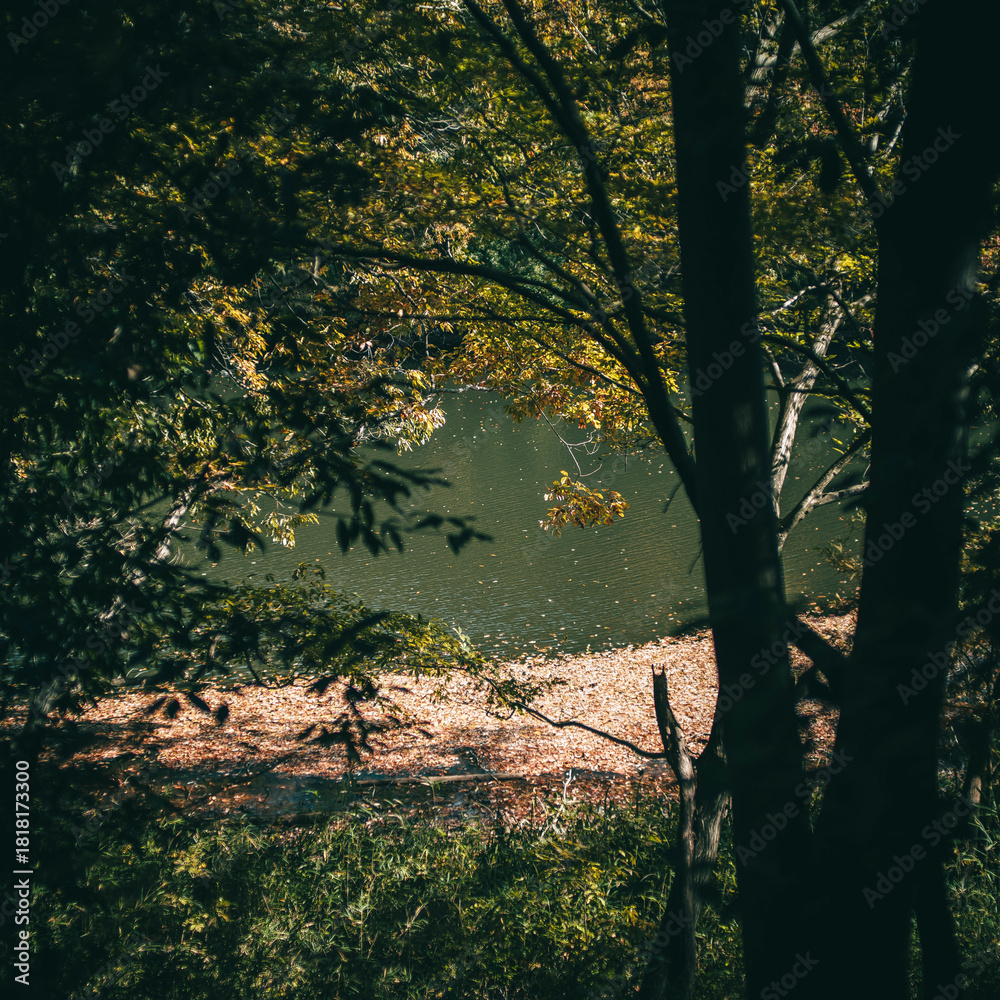 Fototapeta premium 晩秋の雑木林の風景 国営武蔵丘陵森林公園 11月