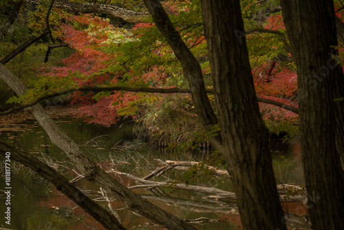 晩秋の雑木林の風景　国営武蔵丘陵森林公園　11月