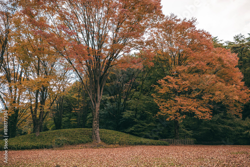晩秋の雑木林の風景　国営武蔵丘陵森林公園　11月