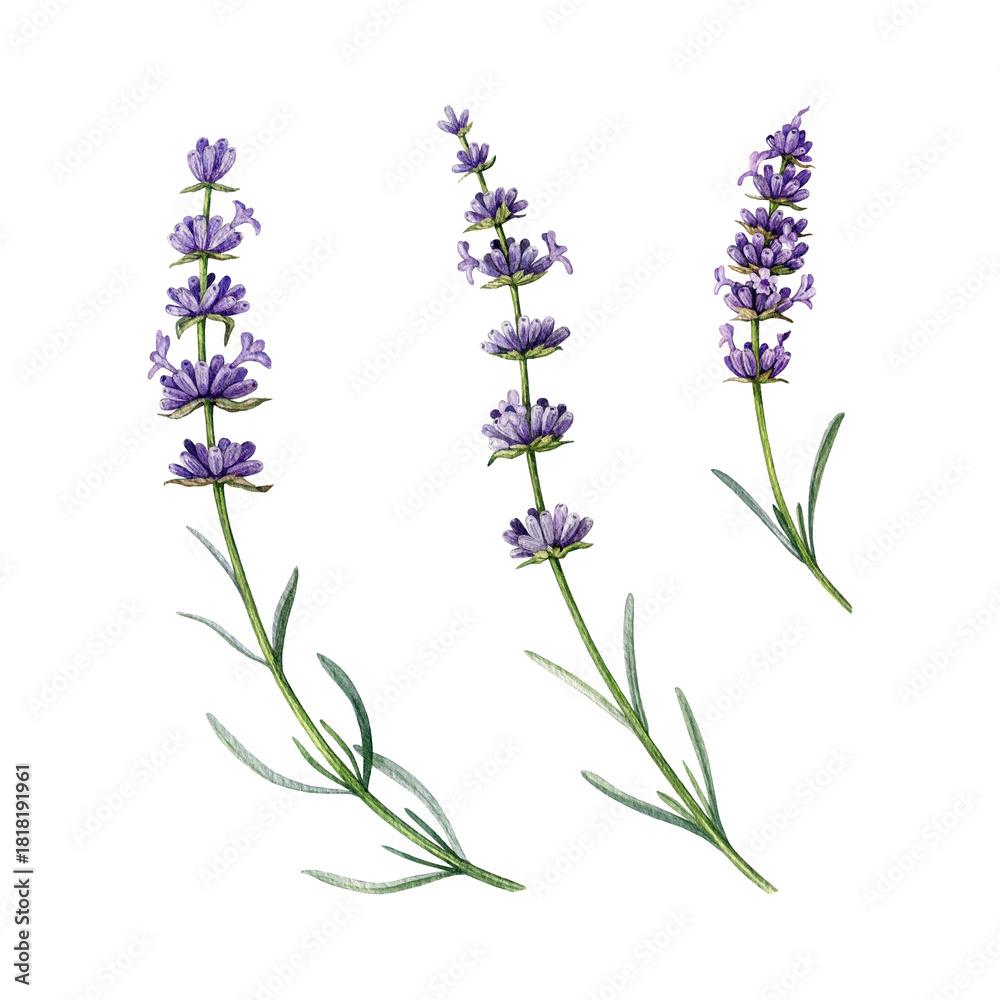 Naklejka premium Lavender flowers watercolor illustration set. Organic Lavandula herb stem elements close up botanical illustration. Medicinal and aromatherapy lavender herb stems isolated on white background