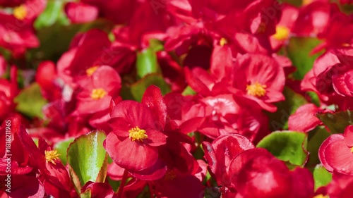 Bee Pollinating Red Begonia Flowers in Summer Garden