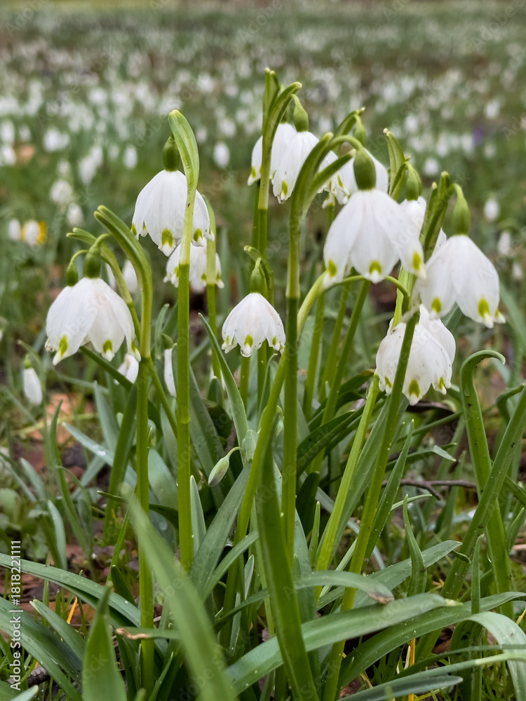 Obraz premium Spring Snowflakes Blooming in a Meadow, Leucojum vernum, snowdrop