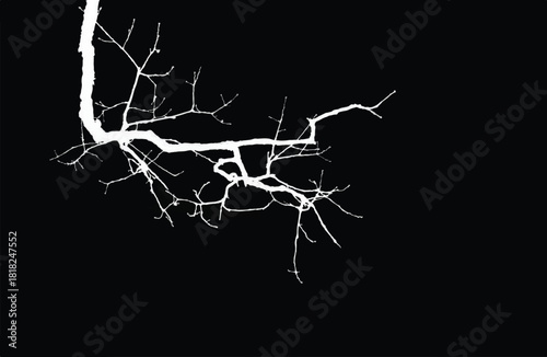 Silhouette of bare branche of tree isolated on black. Black and white vector illustration