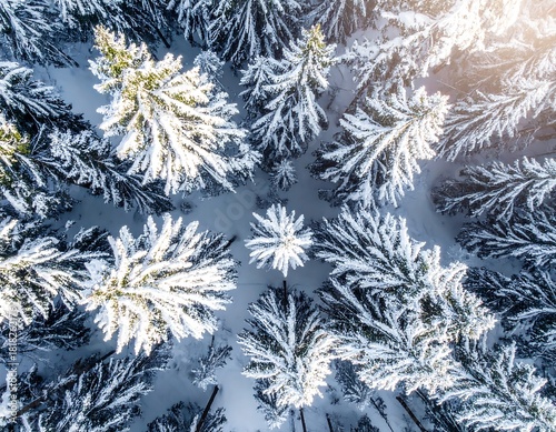 Aerial view of snow-covered evergreen trees. Sunlight filters through the top branches, creating a bright winter landscape
