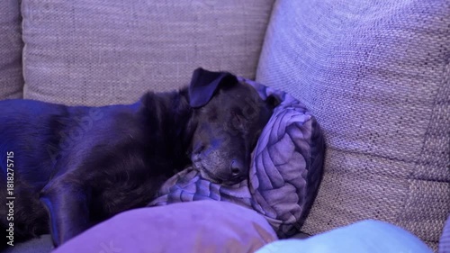 Cute Black Dog Sleeping and Dreaming in REM Sleep Phase