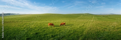 Aerial view of cows casting shadows, emphasizing natural landscape and animal positioning