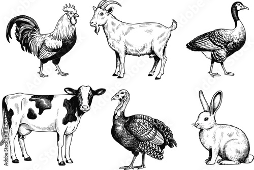 Farm poultry and livestock engraved set, vintage rooster, goat, cow, turkey, rabbit, and goose illustration vector