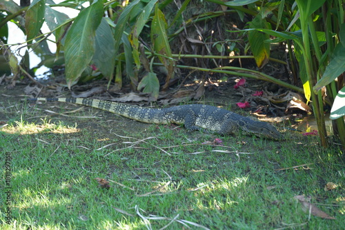 Bild auf Leinwand a water monitor walking across a grassy area near some plants