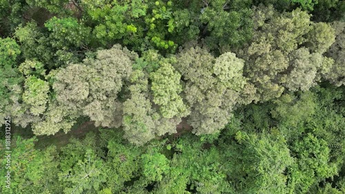 Aerial view of a forest in Southeast Asia, Thailand.