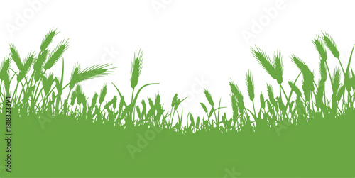 Wheat growing in a field on a plain white background.

