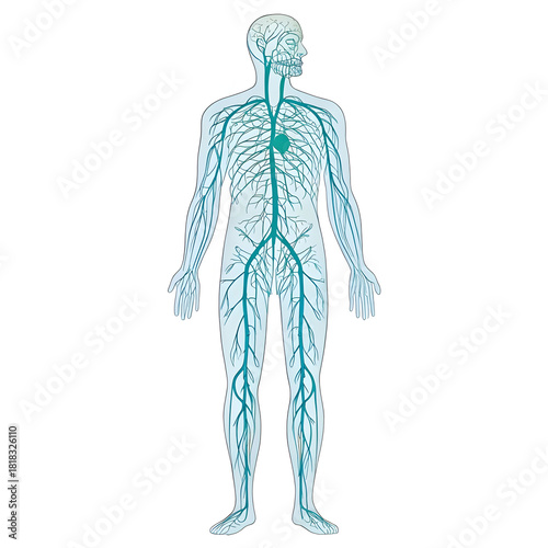 A detailed illustration of the human lymphatic system is isolated on a white background, showing lymph nodes, vessels,