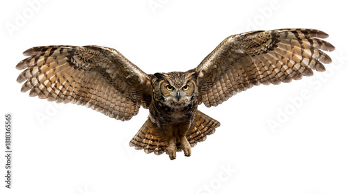 Great horned owl flying PNG isolated on transparent background, majestic bird of prey with outstretched wings, wildlife animal