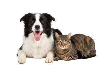 Border Collie dog and tabby cat isolated PNG, adorable pets lying down together on transparent background