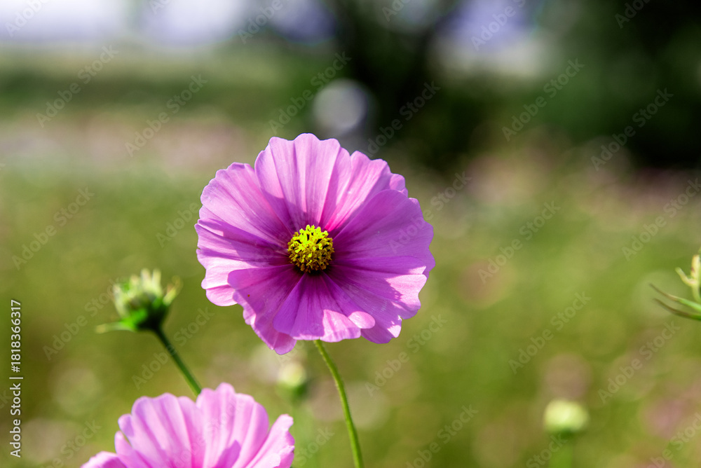 Fototapeta premium The beautiful cosmos flower field at autumn.