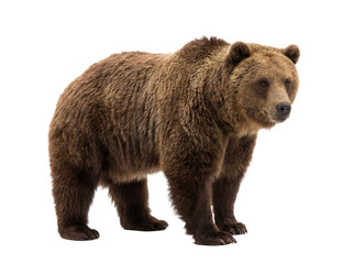 Brown bear isolated PNG on transparent background, majestic wild animal with thick fur and powerful build, wildlife concept