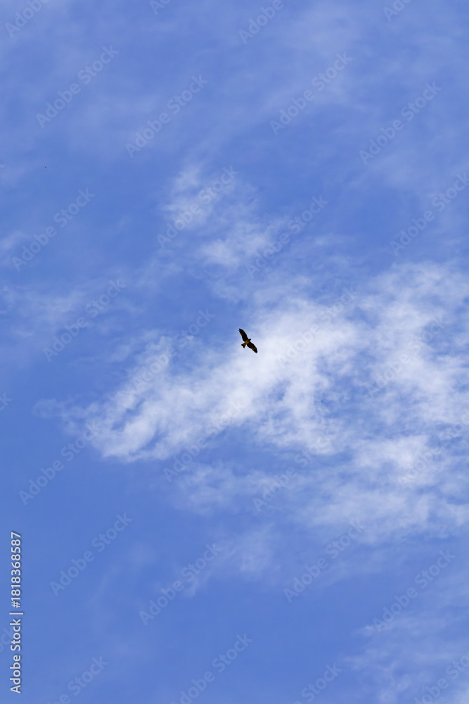 Obraz premium 都心散歩 小春日和の浜離宮