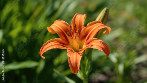 Vibrant Orange Lily Bloomin...