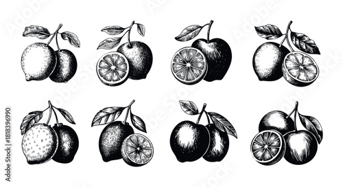 Collection of hand drawn citrus fruit illustrations including lemons, limes, and oranges depicted in a vintage engraved style, perfect for food packaging, recipe books, restaurant menus, or