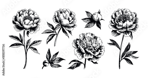 Elegant hand drawn peony flowers and buds botanical sketches for springtime wedding invitations, garden themed event decorations, or floral product packaging designs