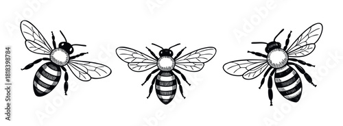 Collection of black and white hand drawn bees flying with striped bodies and transparent wings, ideal for natural product branding, environmental awareness campaigns, and educational