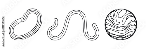 Abstract organic line shapes with smooth flowing contours create a modern visual style, suitable for graphic compositions, user interface visuals, or decorative overlays and backgrounds.