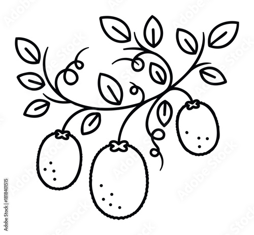 Simple outline drawing of a kiwi fruit branch featuring three ripe fruits and several fresh leaves, suitable for culinary content, healthy lifestyle promotions, or agricultural industry