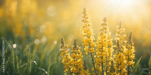 Misty morning landscape wit...