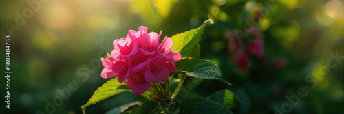 Begonia obliqua plant with ...