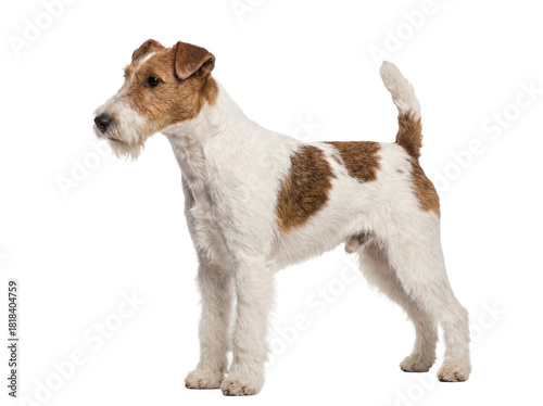 Fotografía Wire Fox Terrier dog standing isolated PNG, cute pet with brown and white fur on