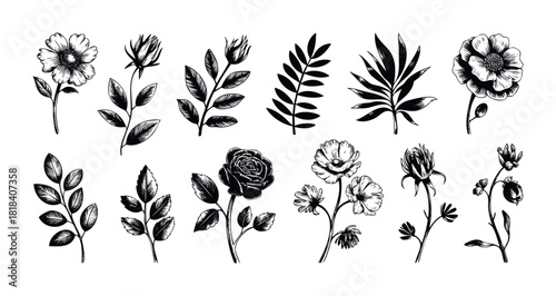 Stylized black and white floral and foliage drawings providing natural organic decorative accents for invitations, logos, posters, or scrapbook applications.