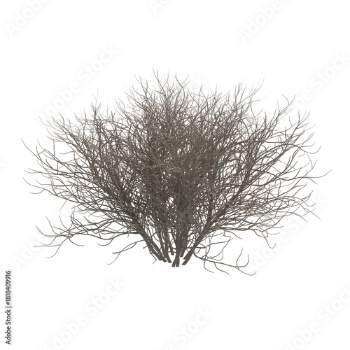 Lilac bare bush isolated transparent background 3d rendering PNG 16 bit with alpha channel
