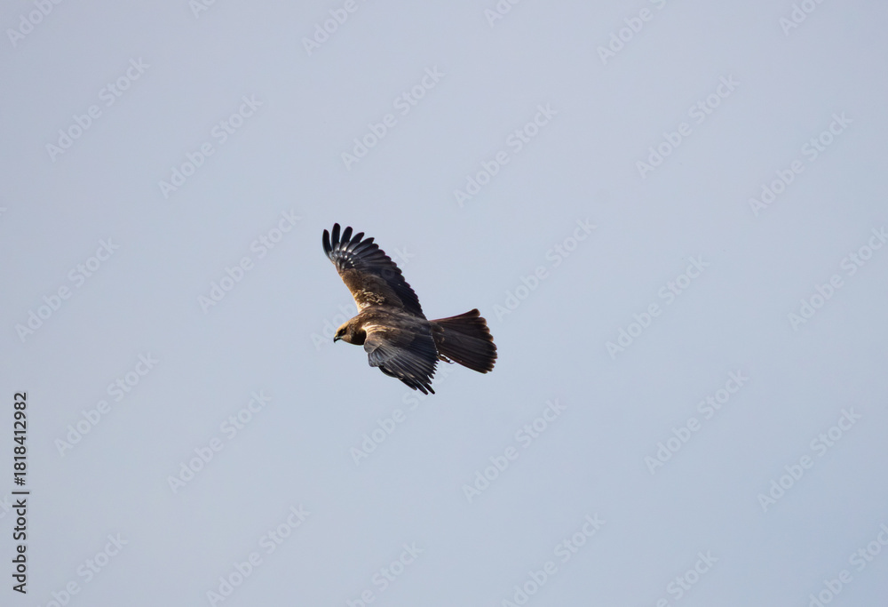 Fototapeta premium An exceptional photograph capturing an adult Montagu's Harrier (Circus pygargus), a slender and graceful bird of prey, in dynamic flight. The bird is typically seen quartering