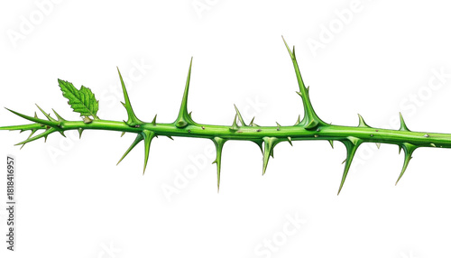 Digitally rendered stem showcasing sharp, green thorns, and a single leaf, on black background