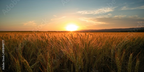 Sunset illuminates a wheat ...