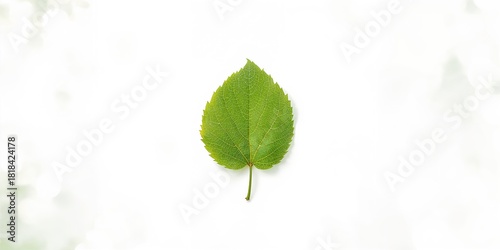 Green tree leaves isolated ...