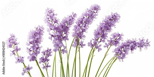 Onion flower stems on white...