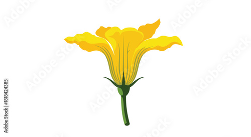 Botanical Illustration of a Vibrant Yellow Zucchini Flower on a Clean White Background Depicting the Beauty of Garden Freshness