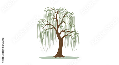 Stylized depiction of a weeping willow tree showcasing its characteristic drooping branches and distinctive foliage against a white background