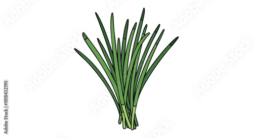 Fresh Spring Onions Illustration: A Bundle of Green, Herbaceous Delight for Culinary and Aesthetic Pursuits
