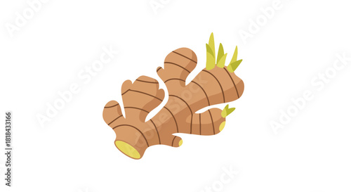Aromatic ginger rhizome illustration showcasing its gnarled shape and nascent green shoots symbolizing culinary and medicinal applications