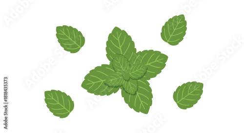 Vibrant still life of fresh green mint leaves scattered across pure white background surface creating a minimalistic natural aesthetic illustration