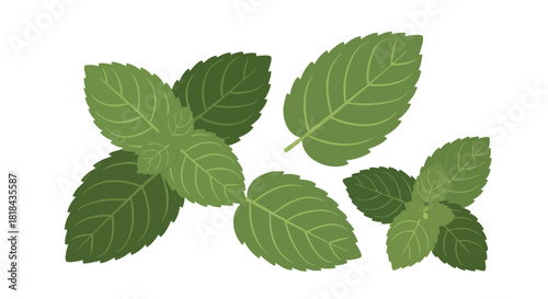 Botanical Arrangement: Fresh Mint Leaves in a Clean, Stylized Vector Illustration against a White Background
