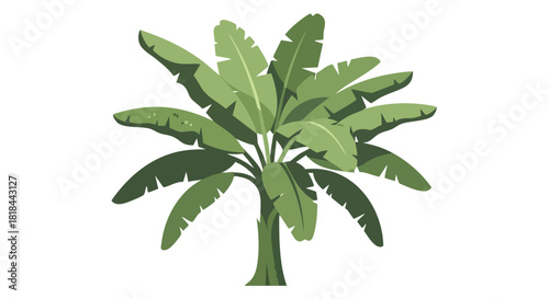 Stylized banana palm tree illustration exhibiting lush foliage and vibrant greenery against a clean backdrop exemplifying tropical beauty and