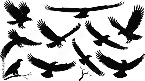 Eagle silhouette vector set with flying and perched poses for wildlife, freedom, and stock illustration in dynamic motion