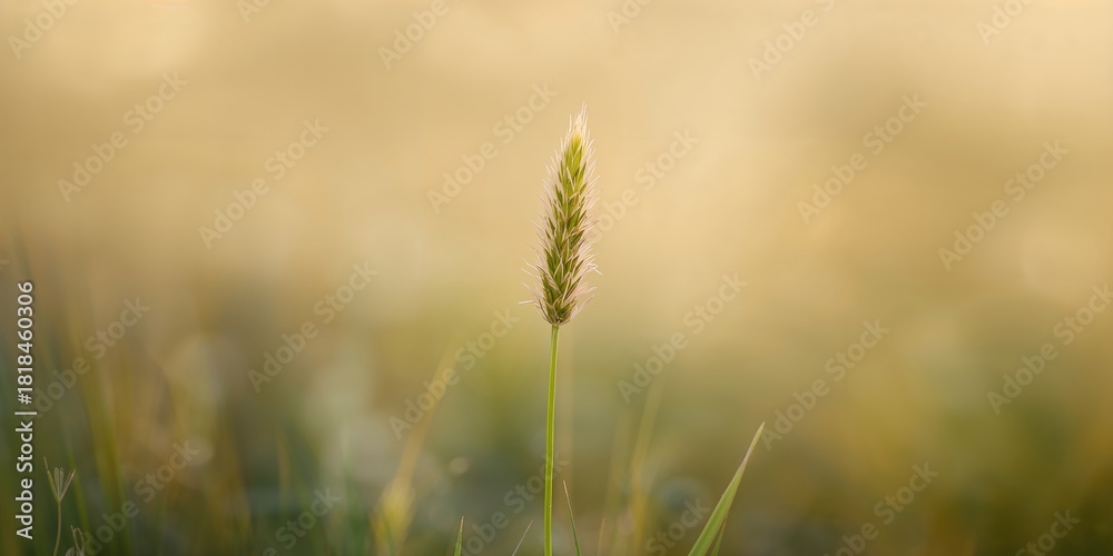 Fototapeta premium Vertical shot of a meadow foxtail on a green blurred background, emphasizing natural growth and environment, summer, Earth Day