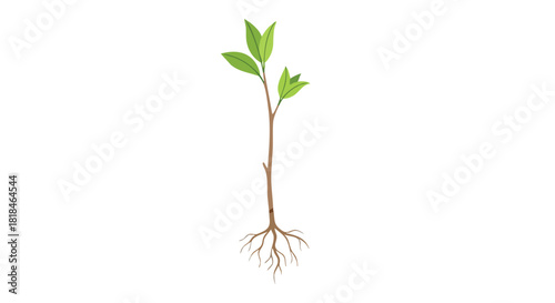 Illustration of a young plant with green leaves and detailed root system symbolizing new beginnings and natural growth concept