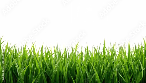 Fototapeta Naklejka Na Ścianę i Meble -  Green grass on white surface, suitable for text overlay or graphic design backgrounds, Earth Day