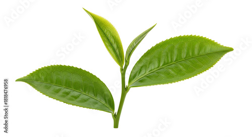 Fresh Green Tea Leaves Isolated on White Background 1.