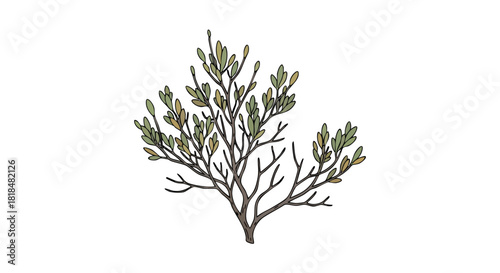 Stylized botanical illustration of a sparse shrub with tiny leaves against a plain white background for designs and nature-themed projects