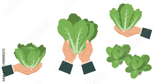 Hands holding fresh lettuce leaves in flat style with green vegetables on white background